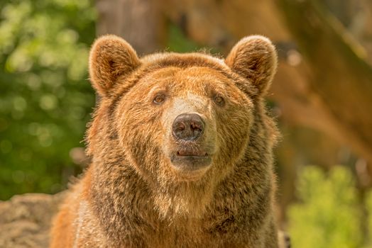 Brown bear known also as Ursus arctos looking into the camera.