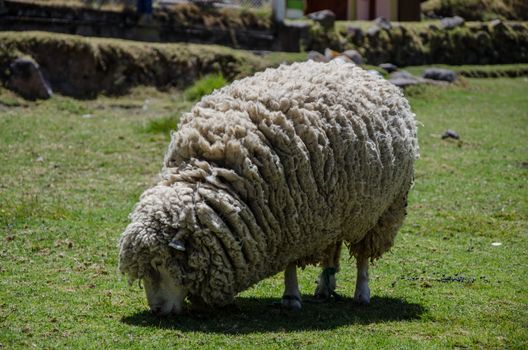 White Woolly Sheep Grazing in a Green Field