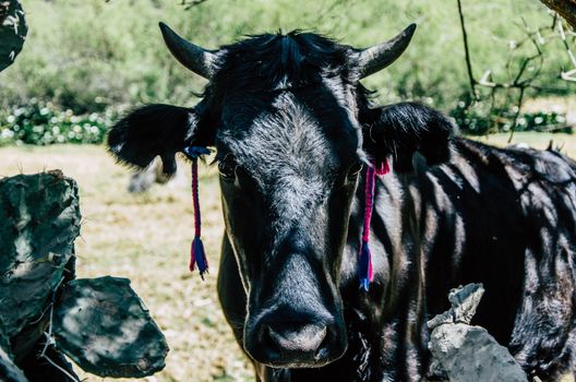 Face of a cow with horns on a farm