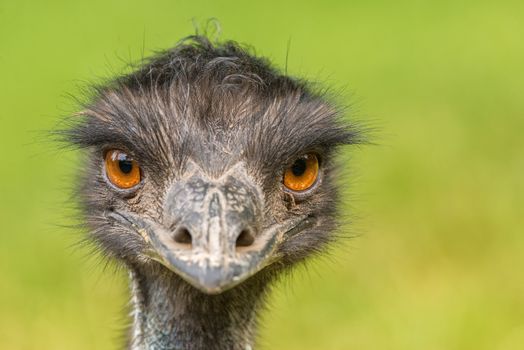 Portrait of Australian Emu also known as Dromaius novaehollandiae.