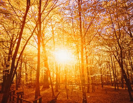 Autumn forest landscape at sunset or sunrise, nature and environment