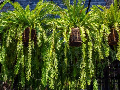 Fern in hanging pot. Nephrolepis ferns potted plant hanging in the garden.