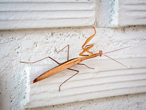 Close-up brown praying mantis on white brick wall background.