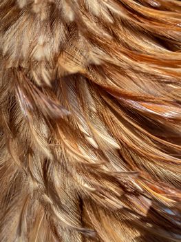 Close-up feather duster texture background. Brown broom brush is made of chicken feathers.