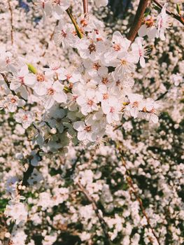 Blooming apple tree flowers in spring as floral background, nature and agriculture