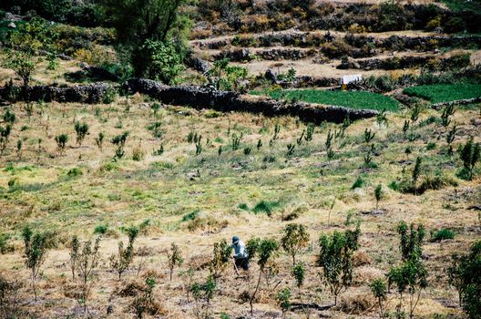 Farmer working in the fields hoeing and tilling the fertile soil