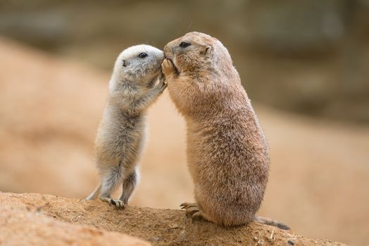 Adult prairie dog also known as genus cynomys and a baby sharing their food.