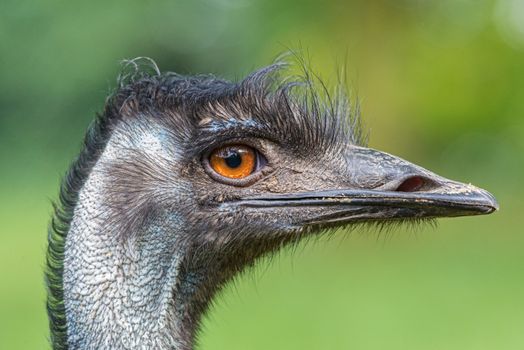 Portrait of Australian Emu also known as Dromaius novaehollandiae.