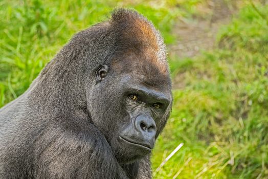 Portrait shot of a big western lowland gorilla