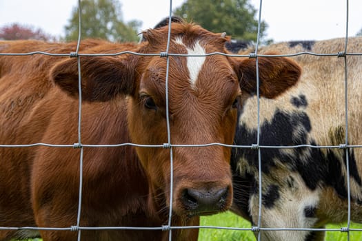 Brown cow portrait behind the barbe wire surrounding the field during the summer warm day