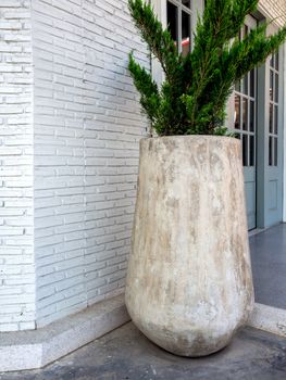 Large high concrete pot with  green pine tree on cement floor near the white brick wall vertical style.