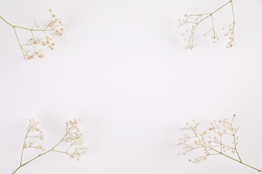 gypsophila little white flower plant isolated in white background in top view