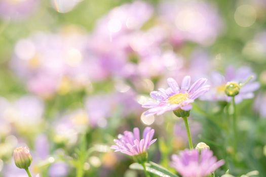 little pink flower in close up with raindrop in green background for space