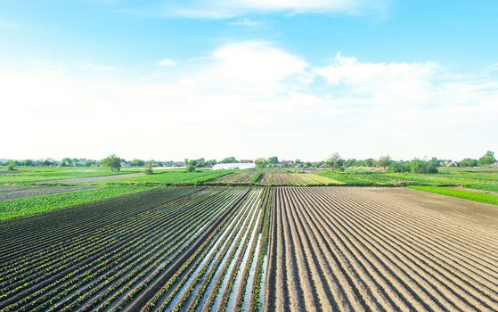 Farm field is planted with agricultural plants. Watering the crop. Agro industry, agribusiness. Farming, european farmland. Traditional irrigation system. Growing and producing food. Rural countryside