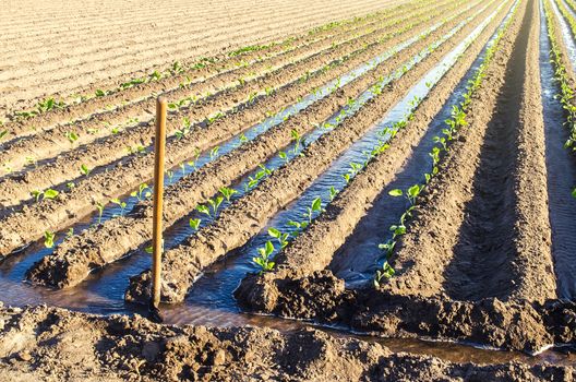 Watering the plantation of young eggplant seedlings through irrigation canals. European farm, farming. Caring for plants, growing food. Agriculture and agribusiness. Agronomy. Rural countryside