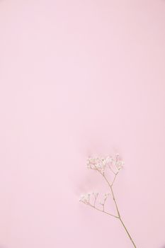 gypsophila little white flower plant isolated in pink background in top view