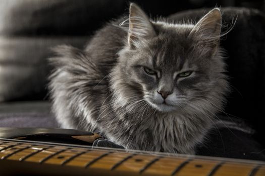 A beautiful gray Persian cat with a menacing gaze guards the master's electric guitar