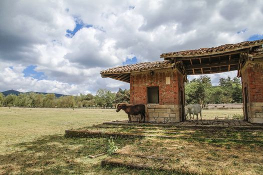 Small Sardinian horses shelter from the sun under an old structure in a Mediterranean rural landscape