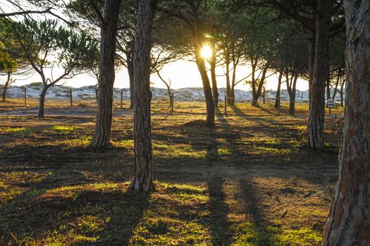 Pine forest in the colored vegetation behind the beach dunes at dawn in Sardinia