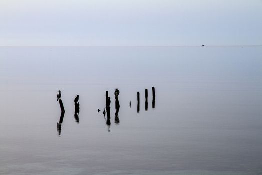 Cormorants perched on poles that emerge from the flat water patiently wait to catch a fish
