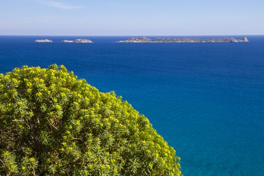 Round bush of typical Mediterranean yellow flowers stands out against the blue of the Sardinian sea