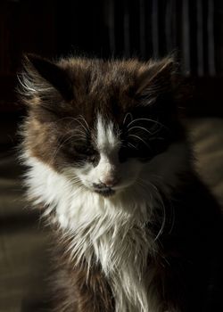 Tender black-haired long-haired kitten looks sad at the floor