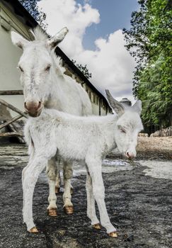 Puppy of white donkey, typical Sardinian breed, just born a three hours, posing with the tired mother for childbirth