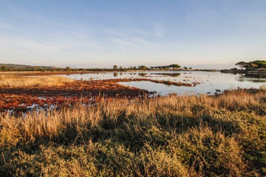 Lagoon surrounded by reddish vegetation that is reflected in the flat water at dawn in Sardinia