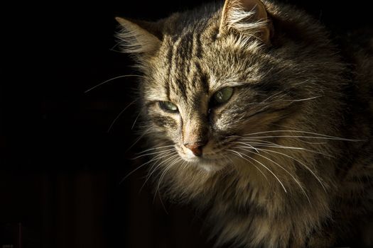 Beautiful long-haired tabby cat on a black background, as if it were emerging from the shadows
