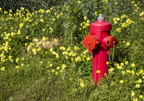 Red fire extinguisher stands out among a green lawn with lots of yellow flowers in contrast with them. The meeting between the human work and the nature one.