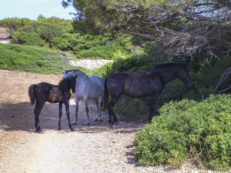 Animals in the wild in nature: a family of horses with adults and the foal shelter from the sun on the island of Menorca in Spain