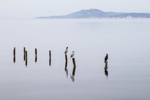 Three cormorants perched on poles that emerge from the flat water patiently wait to catch a fish