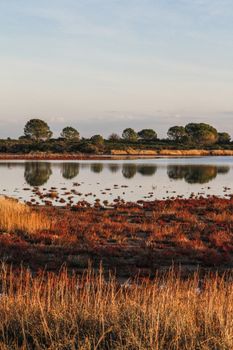 Lagoon surrounded by reddish vegetation that is reflected in the flat water at dawn in Sardinia