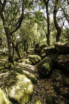 The sun's rays filter through the branches of dense vegetation in the forest with moss-covered boulders