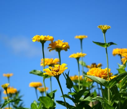 Bright yellow Marigold flowers (Tagetes Patula) against a blue summer sky
