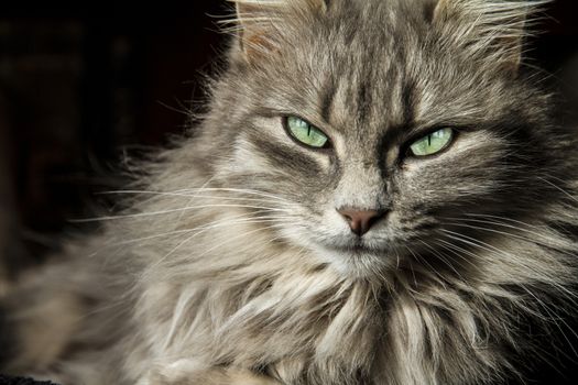 Beautiful Persian cat with long grey hair looks at you with his eyes of a magical deep green