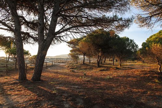 Pine forest in the colored vegetation behind the beach dunes at dawn in Sardinia