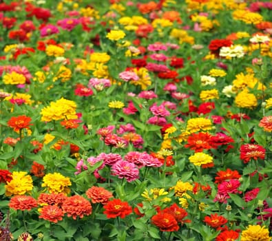 A field of Marigold flowers (Tagetes Patula) in vibrant colors.
