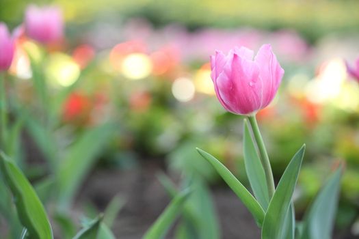 Pink Tulips 