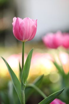 Pink Tulips 