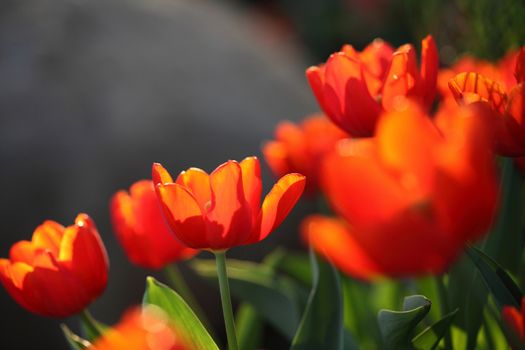 Red Orange Tulips 