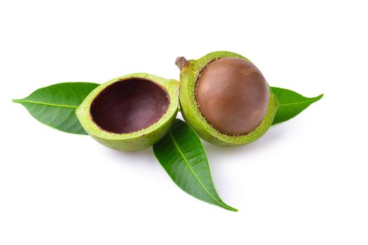 Macadamia nuts isolated on a white background.