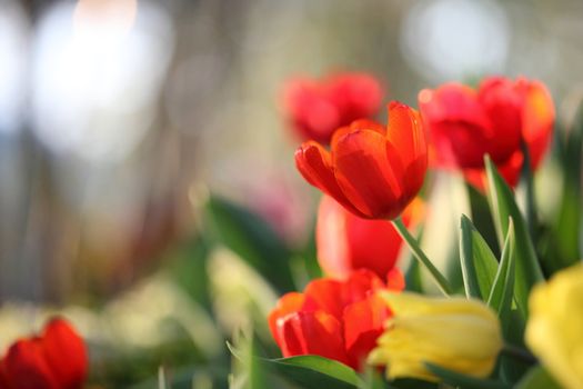 Red Orange Tulips 