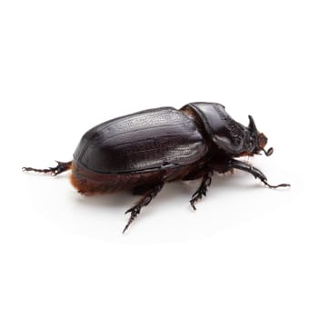 Siamese rhinoceros beetle isolated over white background.