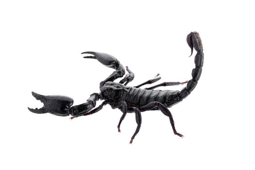 Black scorpions isolated on a white background.