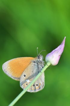 Silver washed Fritillary underwing butterfly in Macin Romania