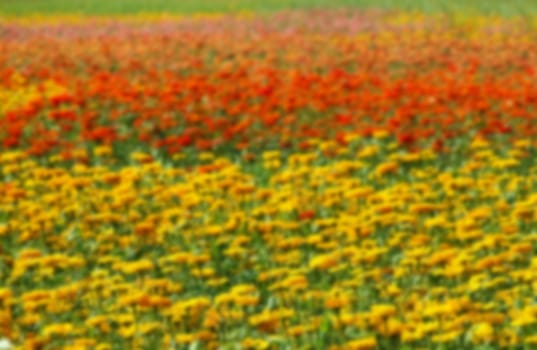 Blurred background of a field of Marigold flowers (Tagetes Patula) in various colors.