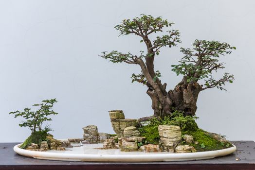 Bonsai trees with rocks in a plate against white wall