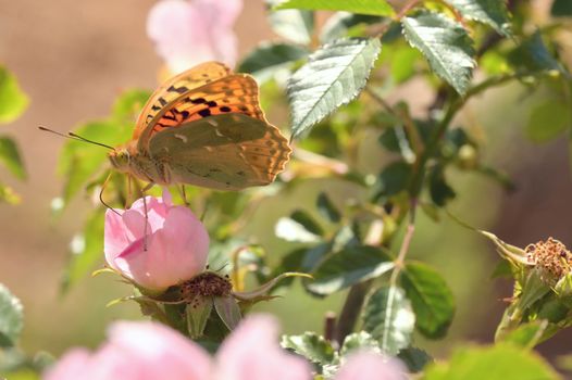 Closeup Monarch butterflies on pink flowers