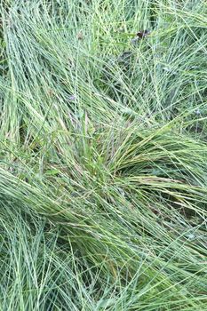 Fresh Cut Grass Background on Summer Field